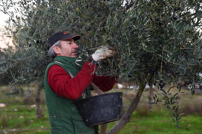 Archivo - Una persona recolecta aceitunas, en un olivar de Holguera (Cáceres) 