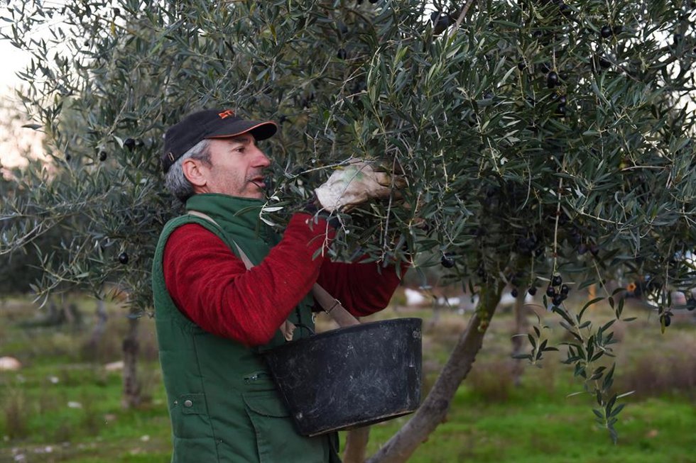 Archivo - Una persona recolecta aceitunas, en un olivar de Holguera (Cáceres)