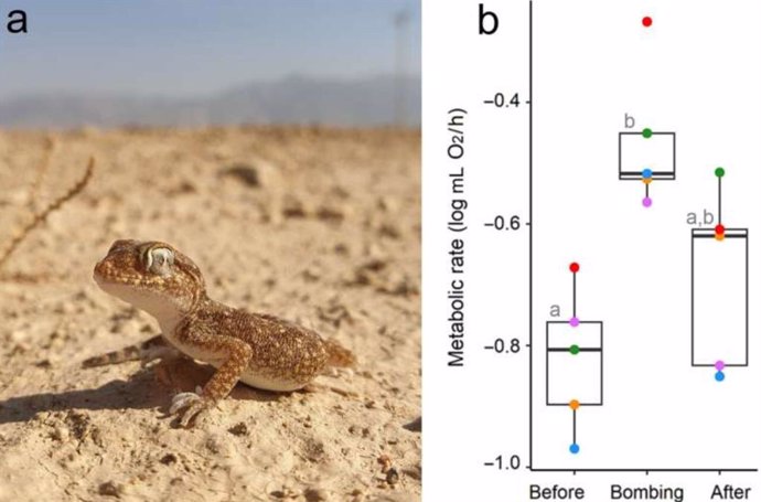 A) Stenodactylus sthenodactylus, fotografiado aquí dentro de una zona de tiro militar activa (b) Tasas metabólicas de S. Sthenodactylus 4 horas antes, durante y 4 horas después de las explosiones de cohetes