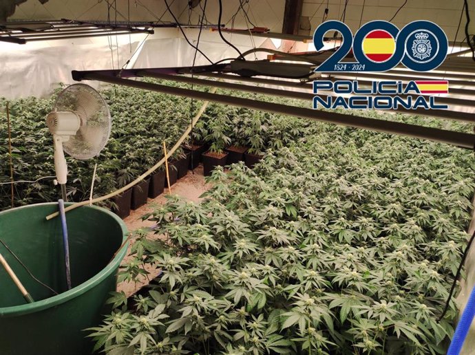 Plantación de marihuana intervenida a un grupo que operaba en Jerez y Lebrija.