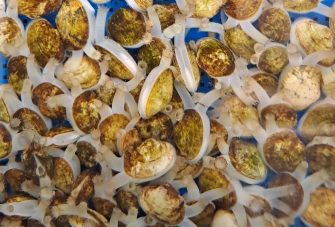 Ejemplares de almeja fina en cultivo sin sutrato en el Ifala Agua del Pino, en Cartaya (Huelva).