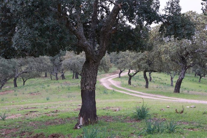 Archivo - Alcornoques en Sierra Morena. 