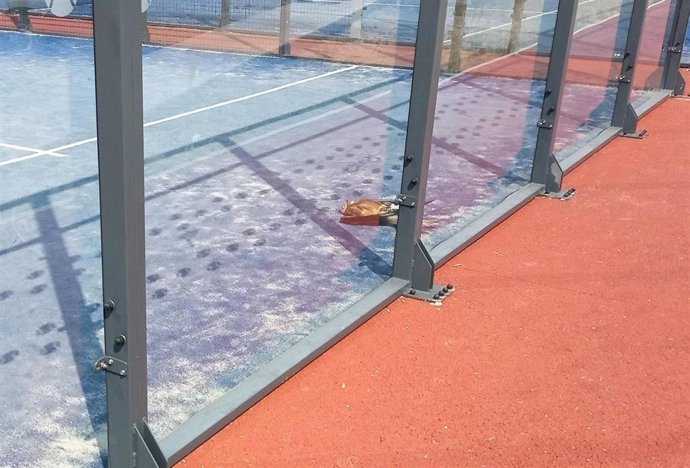 El apoyo de Caixabank permite a GREFA costear medidas para evitar la colisión de aves en pistas de pádel segovianas.