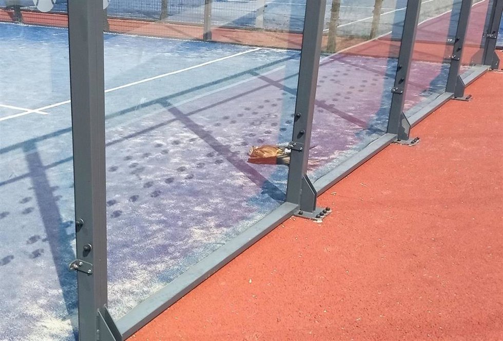 El apoyo de Caixabank permite a GREFA costear medidas para evitar la colisión de aves en pistas de pádel segovianas.