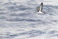 ONG aplauden la propuesta de declaración del primer Parque Nacional 100% marino en el Mar de Las Calmas de El Hierro