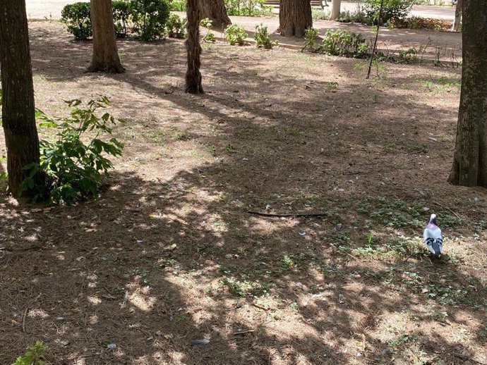 El Grupo Socialista expresa su preocupación ante la nefasta gestión del área de Medio Ambiente, clave para garantizar el bienestar de la ciudadanía