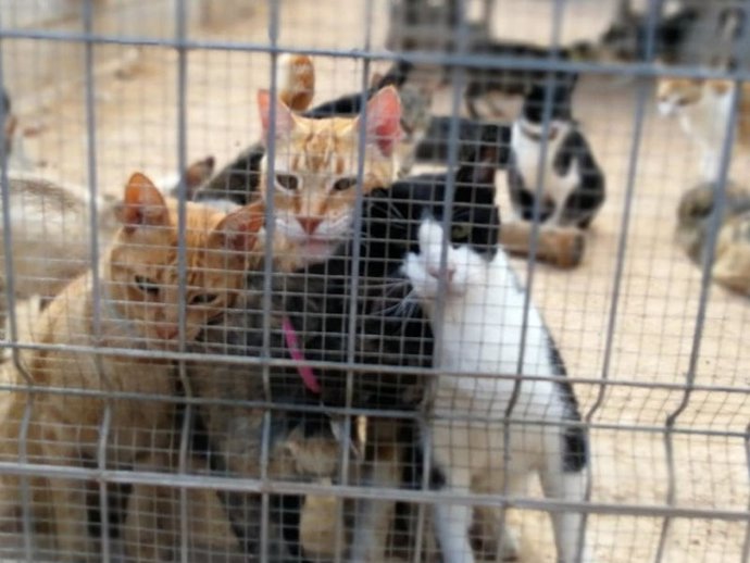 Gatos en la protectora de animales de Melilla