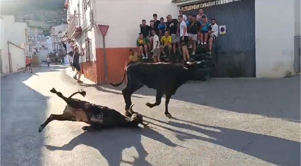 Suelta de vaquillas