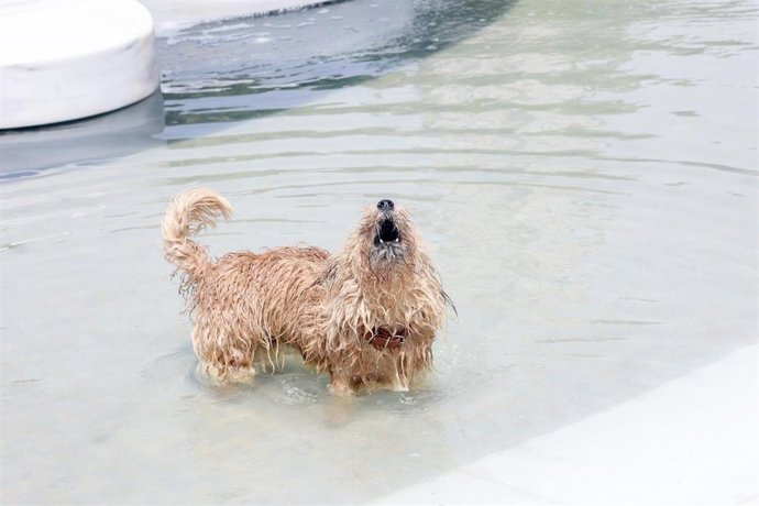 Archivo - Un perro se refresca en una fuente.