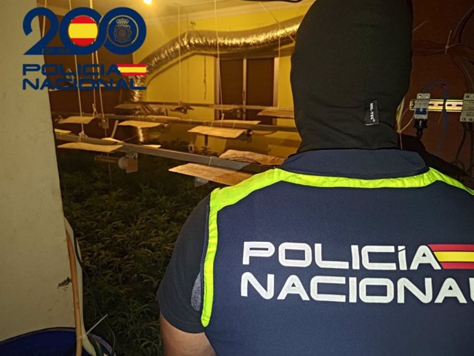 Un agente en una de las plantaciones de marihuana intervenidas en El Cuervo.