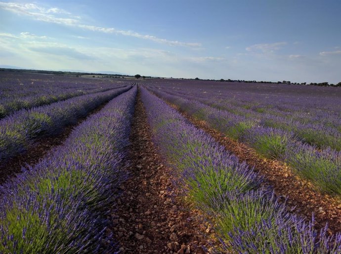 Archivo - Campo de lavanda en Brihuega.