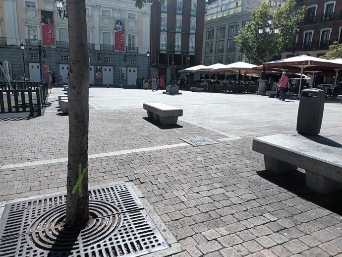 Árboles señalizados para talar en la Plaza de Santa Ana de la capital (Madrid, 22 de julio de 2024)