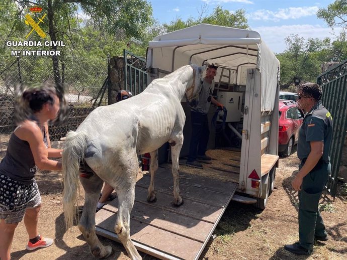 Acusado de maltrato animal el dueño de un caballo de Manzanares El Real que murió por las heridas que tenía