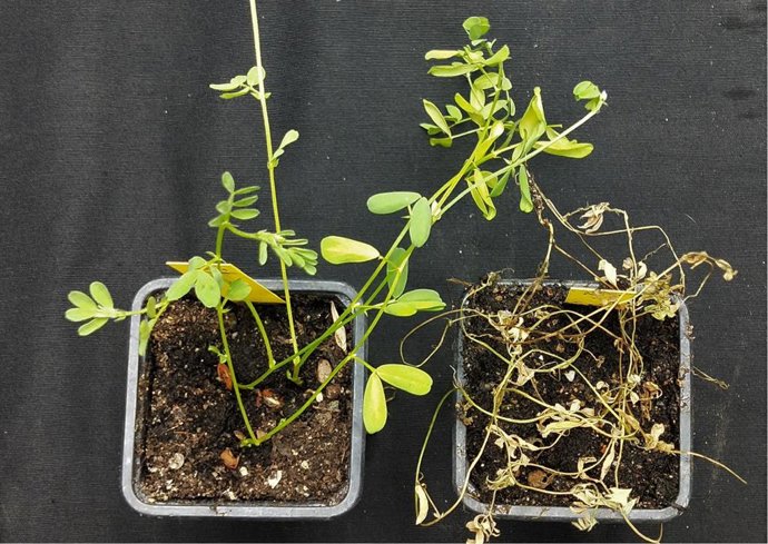 Sistema de cultivo en plantas de lentejas que les permite la resistencia a enfermedades, desarrollados por investigadores del CSIC.