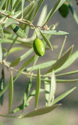 Hoja del olivo