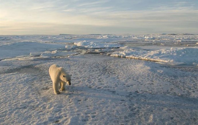 Archivo - Oso polar