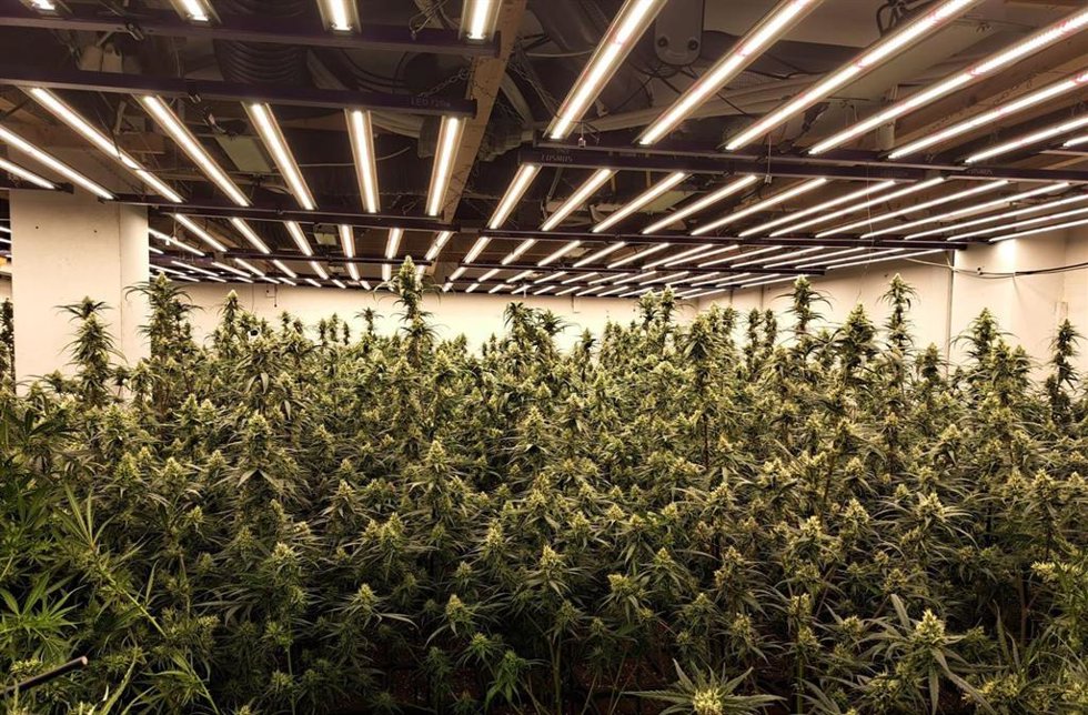 Una plantación de marihuana.