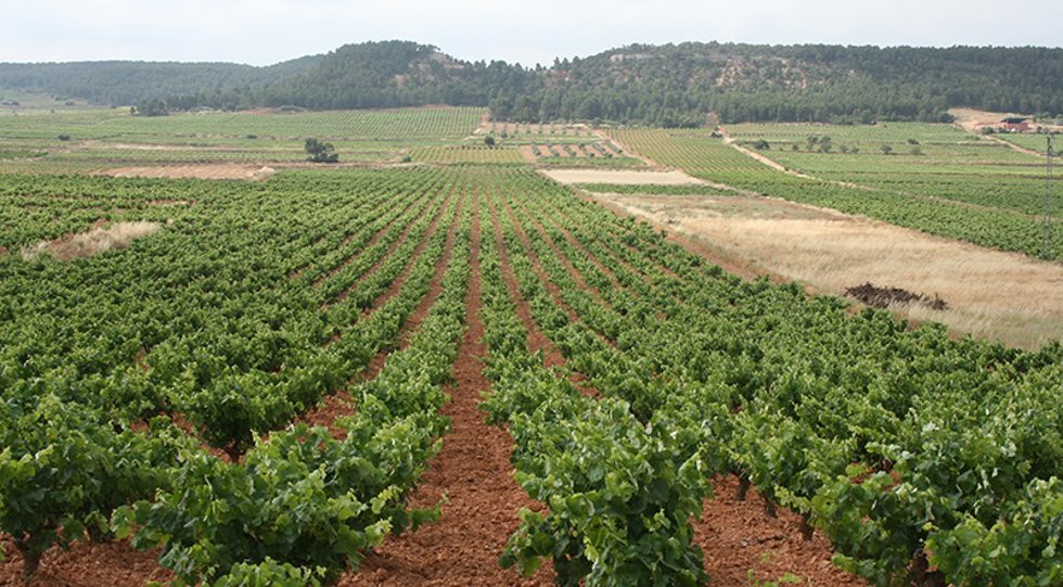 Archivo - Cultivo uva Requena