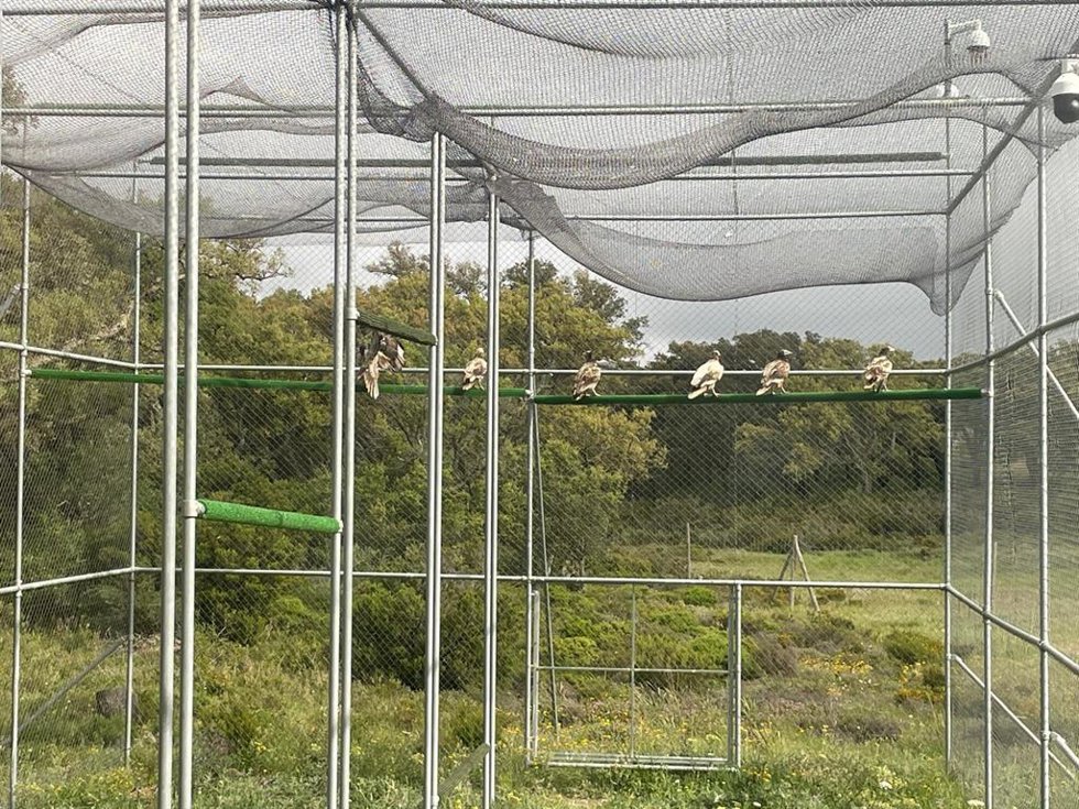 Ejemplares de alimoche en el Parque Natural de los Alcornocales (Cádiz)