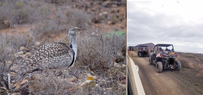 A la izquierda un ejemplar de hubara canaria y a la derecha uno de los grupos de turistas que atraviesan el área de cría de la especie en Lanzarote