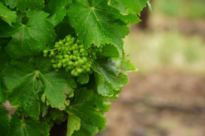 Archivo - Viñedos Real Rubio en la Finca El Tordillo, a 20 de junio de 2024, en Aldeanueva de Ebro, Rioja (España). La iniciativa comenzó hace dos años junto a la asociación agraria ARAG-ASAJA y la ONG GREFA, con el objetivo de mostrar la compatibilidad