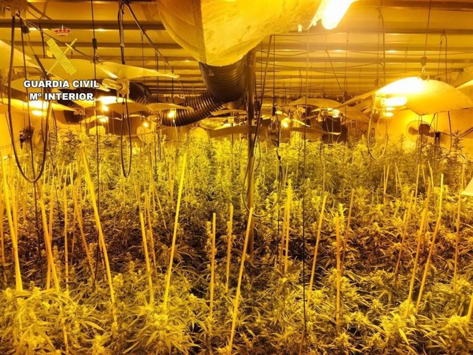 Laboratorio de marihuana desmantelado en Las Navas.