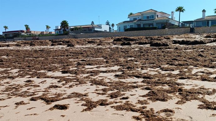 Algas invasoras llegadas a una playa de El Puerto de Santa María (Cádiz).