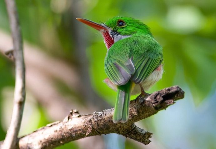 El cortacubas de pico ancho ​​es un miembro del grupo de aves Coraciimorphae.