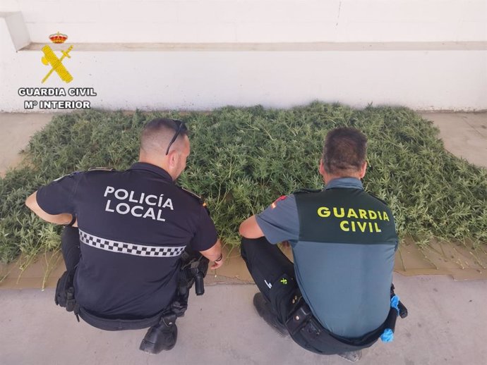 Desmantelado en Pruna (Sevilla) un cultivo con 149 plantas de marihuana detectado por su "fuerte olor"