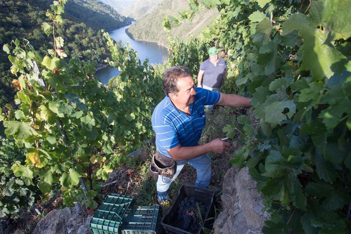 Archivo - Dos vendimiadores cortan racimos de uvas en el viñedo de la Bodega Algueira de la D.O. Ribeira Sacra de Lugo