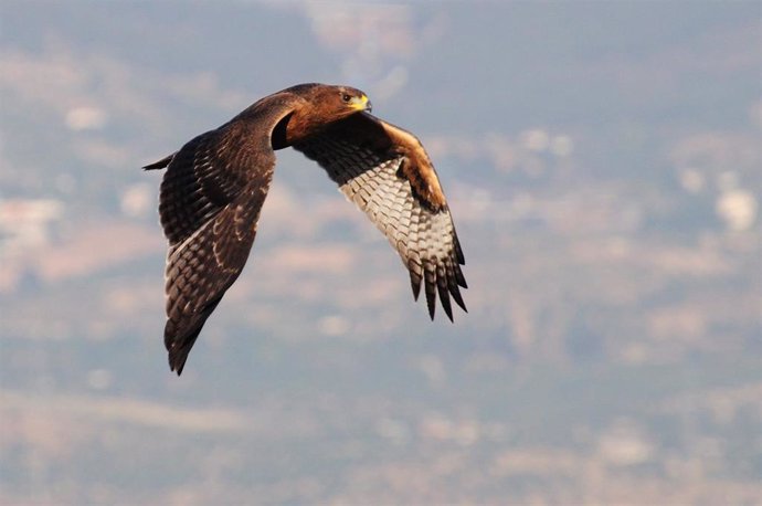 Archivo - Águila perdicera.