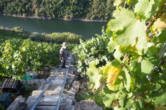 Archivo - Un vendimiador recoge la cosecha en el viñedo de la Bodega Algueira de la D.O. Ribeira Sacra de Lugo durante la temporada 2020, en Doade, Lugo, Galicia.