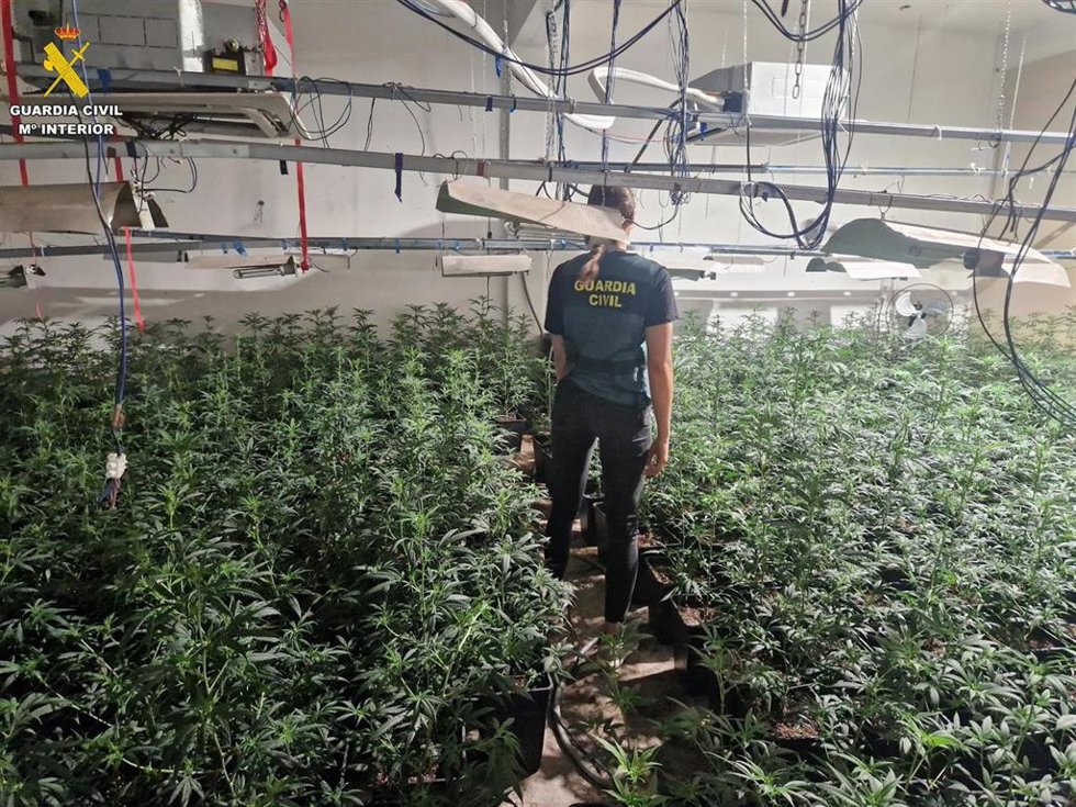 La Guardia Civil detiene a un padre que utilizaba a sus hijos para cultivar marihuana en L'Alcudia