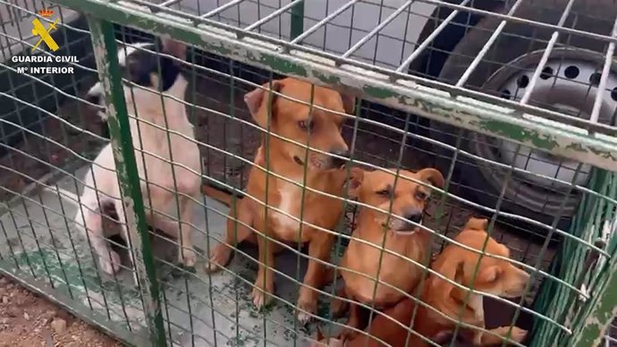 Perros intervenidos  por Guardia Civil en Tenerife