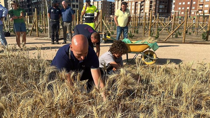 El alcalde junto a alumnos de las Escuelas Deportivas Municipales, durante la siega del trigo del parque de las Tierras Leonesas.