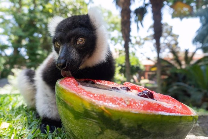 Helados y difusores para refrescar las instalaciones en Bioparc Fuengirola para combatir las altas temperaturas