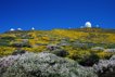 LaPalma_ORM en flor_SaúlSantos