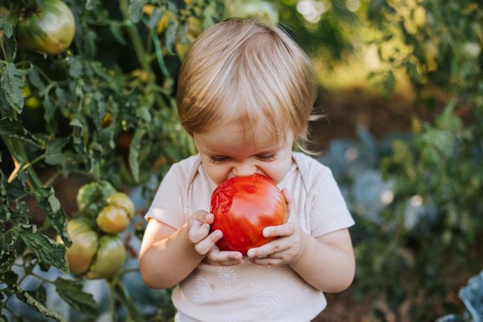 Archivo - Niña comiéndose un tomate en la huerta.