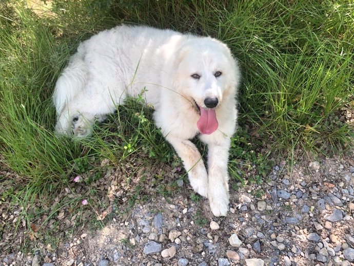 Archivo - Perro pastor del Pirineo