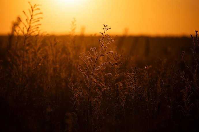 Campos situados cerca de la zona del incendio en Loeches