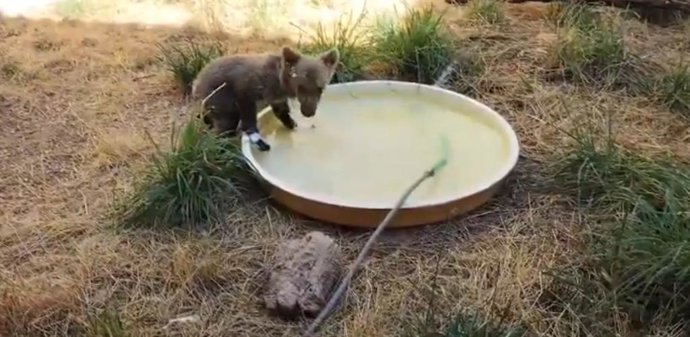 El osezno con lesiones por quemaduras se recupera en el CRAS de Valladolid