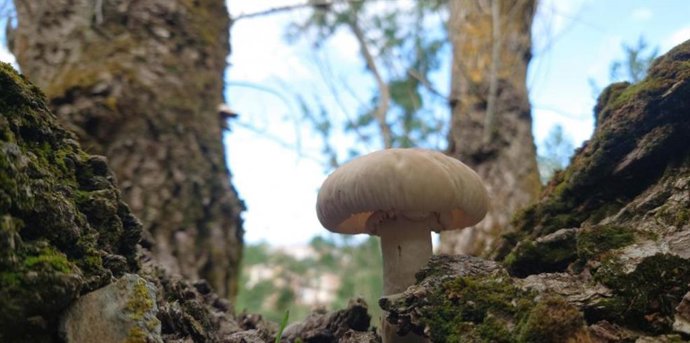 El Proyecto micológico pretende promover el desarrollo de la red de parques  micológicos de Aragón, entre otros muchos objetivos. 