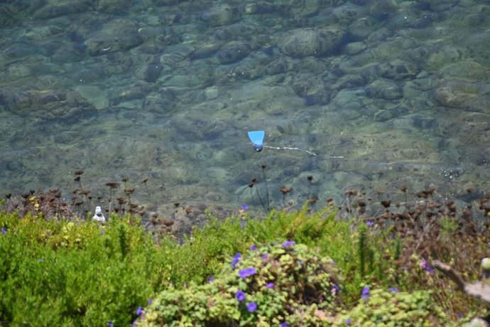 Una aleta en la playa del Sarchal.
