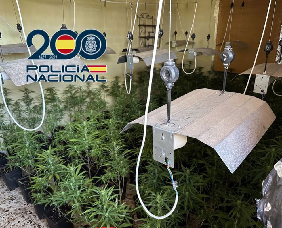 Archivo - Plantación de marihuana, en imagen de archivo