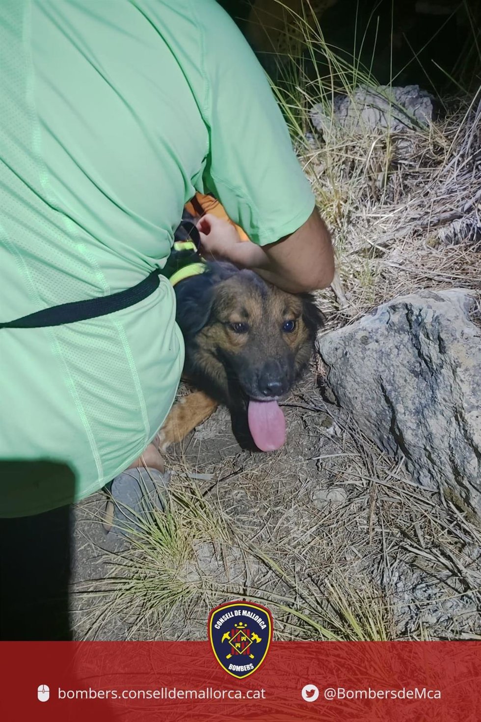 Perro rescatado.