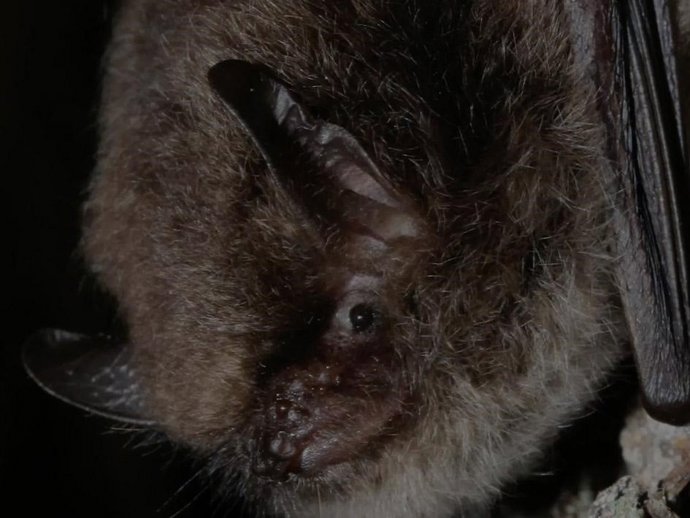 Nueva especie de murciélago hallado en el Parc del Cadí-Moixeró