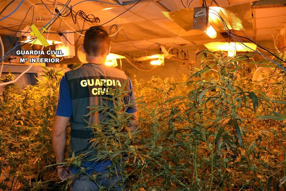 Marihuana