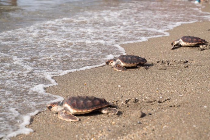 Archivo - Estas cinco tortugas boba macho soltadas este lunes en Benalmádena nacieron en la playa de El Rodeito en Marbella el pasado 8 de julio de 2023.