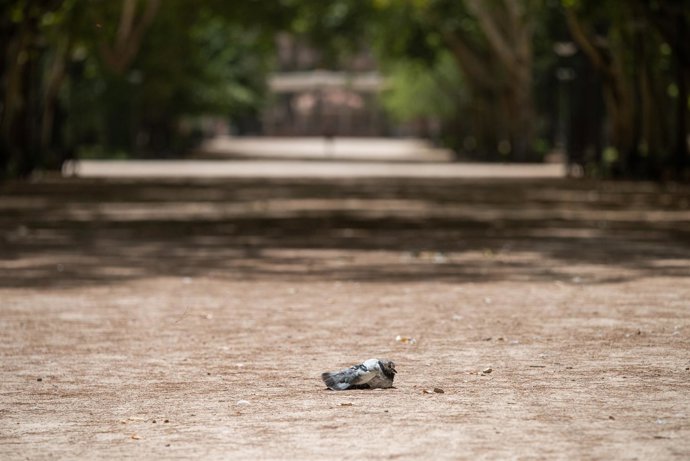 Archivo - Una paloma al sol, en el parque Abelardo Sánchez, a 10 de agosto de 2023, en Albacete, Castilla-La Mancha (España).