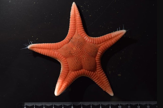 Latam.-Ciencia.-Nueva especie de estrella de mar descubierta en Japón